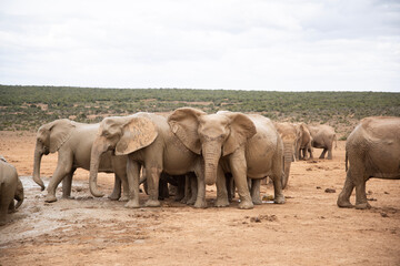 Obraz premium elephants in the wild