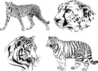 vector drawings sketches different predator , tigers lions cheetahs and leopards are drawn in ink by hand , objects with no background