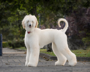 Young afghan greyhound with freshly cut hair