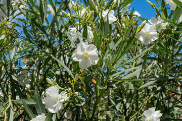 Oleander (Nerium oleander) in park, Montevideo, Uruguay
