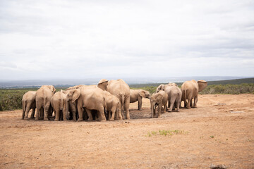 Obraz premium elephants in the savannah