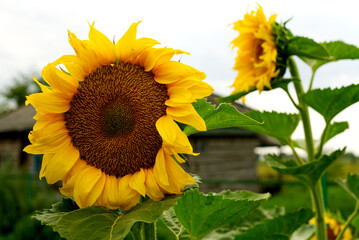 Sunflowers are close in summer.