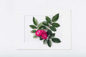 flower with leaves in a frame on a white background, creative background