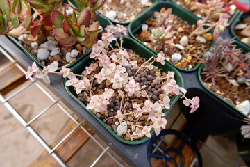 多肉植物　クラッスラ