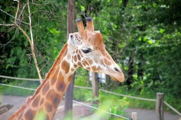 Obraz premium portrait of a giraffe