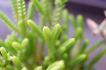 多肉植物　クラッスラ