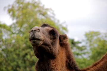portrait of a camel