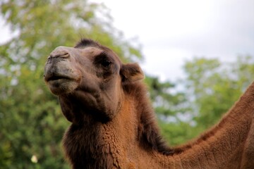 camel close up