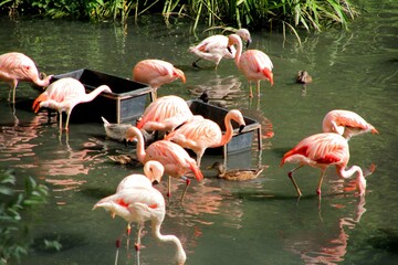 flamingos in the zoo