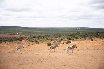 giraffe in the savannah