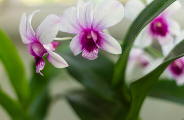 Orchid plants are in bloom in white and purple, can be used as backdrops and other illustrations. This orchid is a dendrobium belongs to the genus of epiphytic orchids