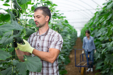 Male farmer picks ripe cucumbers in greenhouse. Harvest time