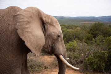 elephant