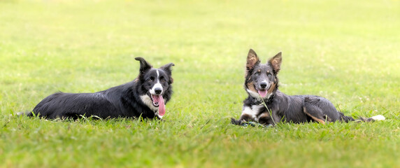 Two border collies lying on the grass