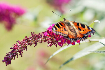Butterfly on a pink flower