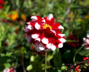 dahlia checkers on a green background