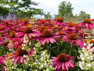 purple coneflowers or echinacea purpurea in the park