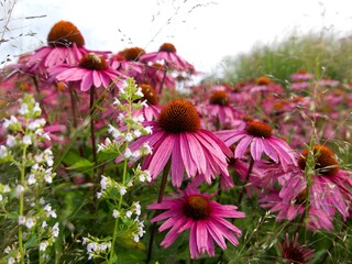 colorful echinacea flowers in the field - obrazy, fototapety, plakaty
