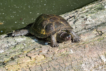 European Pond Turtle (Emys orbicularis) in park, Moscow, Russia