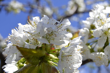 white cherry blossom