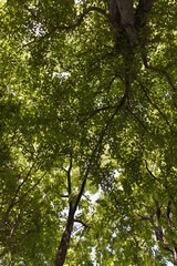 tree2