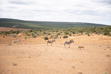 Fototapeta na wymiar impala in the savannah