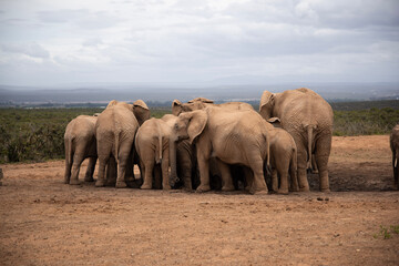 Fototapeta premium elephants in the wild