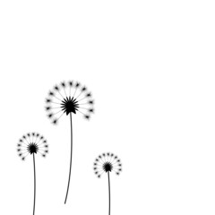 White background with black dandelion flowers. White background