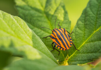 Graphosoma lineatum znana też jako G. italicum - This species was first described in 1758 by Charles Linnaeus under the name Cimex italicum.