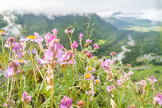 Vacation Landscape. Russian Altai Mountains. Multa Region. Meadow With Pink Flowers. Holiday At Home. Staycation Concept. Reduce Carbon Footprint. Sustainable Lifestyle. Holiday Trail. Local Travel