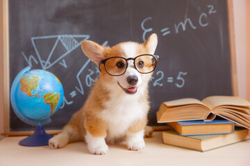 welsh corgi puppy student with glasses on the background of a blackboard with books