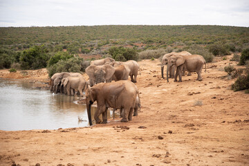 elephants in the savannah