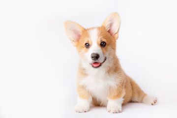 a corgi puppy is isolated on a white background