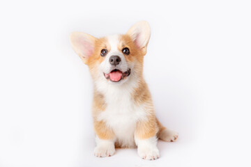 a corgi puppy is isolated on a white background