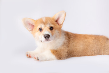 a corgi puppy is isolated on a white background