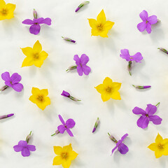 Delicate pink and yellow spring wildflowers on a white background.