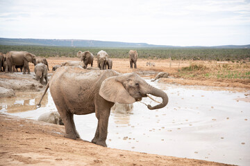 elephants in the water
