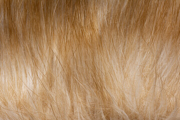 The blond white animal fur close up texture background