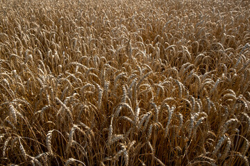 wheat field in the afternoon