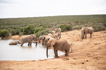 Fototapeta na wymiar elephants in the savannah