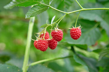 Fresh ripe raspberry berries in the organic garden