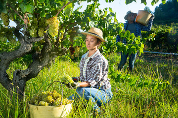 Experienced female farm worker harvesting fresh ripe grapes at vineyard in autumn