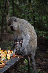japanese macaque in the zoo