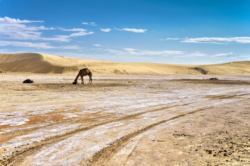Fototapeta na wymiar yellow sands and sand dunes of the Sahara Desert, saline areas, one-humped camels in the background, against the background of a blue sky covered with clouds