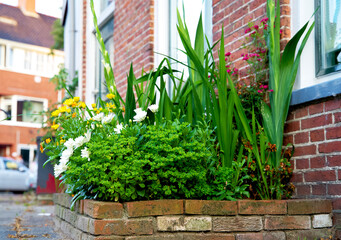 Close up of a green facade garden for climate adaptation in Groningen. Wall garden for urban...