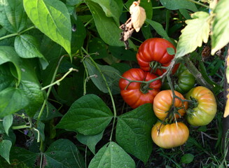 tomates