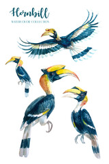 Obraz na płótnie Canvas Tropical hornbill watercolor collection. 