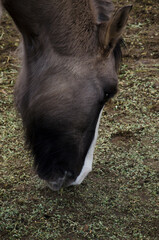 Fototapeta premium crane horse, gray horse eating grass, horse head close-up