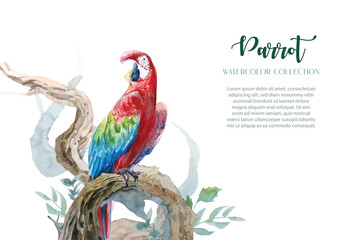 Colorful parrot watercolors with a set of curved branches in a clean design. 