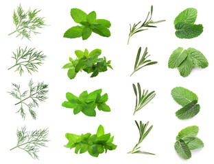 Set with different herbs on white background
